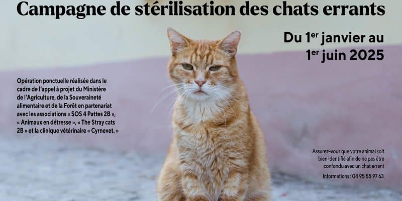 Campagne de Stérilisation des Chats Errants à Bastia